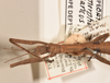CollectionObject 1558452; a237584d-116d-4fb6-96cd-ae54ce1c2027: copyright OUMNH. male: head & thorax, dorsal view of Dimorphodes mancus (syntype). (CollectionObject).;CollectionObject 1558453; ea906b12-686a-41bd-bb38-664c85261f31: copyright OUMNH. male: head & thorax, dorsal view of Dimorphodes mancus (syntype). (CollectionObject).