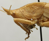 CollectionObject 1535035; 58a6da7f-880e-49a7-873f-36a8f0ccbd8f: female head and pronotum, lateral view (holotype). (CollectionObject).