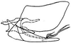 Pygofer, lateral view: !! display not done !! on Chlorotettix dentatus Sanders & DeLong, 1923: genital capsule, laterally. (Observation).