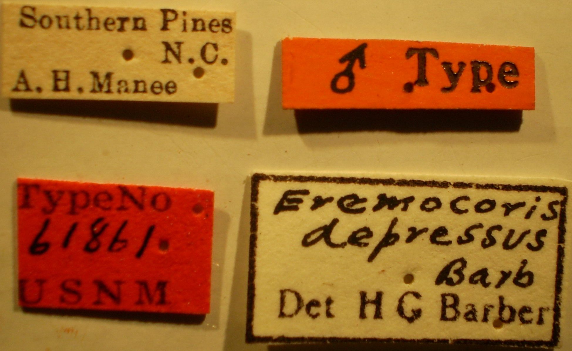 Eremocoris depressus - Holotype Labels (NMNH) - (CC BY-NC 3.0) - Photo by Pablo M. Dellapé with permission from the National Museum of Natural History (NMNH), Smithsonian Institution, Washington, D.C Depicts CollectionObject 1596192; 33459c3d-18ac-4293-a51f-30af3dcf6ad7, a CollectionObject.