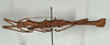 CollectionObject 1557499; e7c1d4a6-f5b9-4eda-aa61-d3650334bb10: copyright USNM, Washington. (CollectionObject).