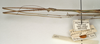 Medauroidea extradentata (Brunner von Wattenwyl, 1907): copyright St. Petersburg. Clitumnus extradentatus male: head and thorax (probable syntype). (Otu).
