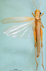 CollectionObject 1576217; f45755fb-bc57-42d0-b85b-111fce96736d, DORSA BA000297S01: female, dorsal view (paralectotype). (CollectionObject).