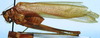 CollectionObject 1522499; cea16623-e56c-49a0-af83-d82683f9470a: male, lateral view (holotype). (CollectionObject).