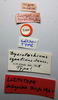 CollectionObject 1506162; 64133023-20f0-47dc-8b46-2c6894e5f21d: labels (lectotype). (CollectionObject).
