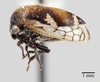 Habitus, lateral view: !! display not done !! on Vanduzea triguttata (Burmeister, 1836): (Observation).