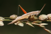 FieldOccurrence 356; 85ebe228-f2ba-4442-8cdb-74992e0c1f10; Tanzania
Lake Chala area eastern slopes Mount Kilimanjaro, 2012/06/05: male. (FieldOccurrence).