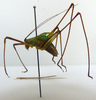 CollectionObject 1568262; ca886a3b-4a9e-47b0-b3d2-91285f4e26ee: male, lateral view (holotype). (CollectionObject).