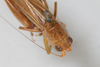 CollectionObject 2396761; 33d923b4-d82a-4525-9519-088de10081a9: female, dorsal view (syntype). (CollectionObject).