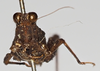 CollectionObject 1578100; NNM 74, 7adaaccd-83a6-4e3f-9f27-45440ea46948: female, frontal view (syntype). (CollectionObject).