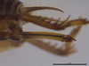 CollectionObject 1597365; 0e8df974-4cea-4b86-bf8a-6f35ee40cc81: ovipositor (paratype). (CollectionObject).