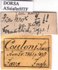 labels (holotype). Depicts CollectionObject 1538306; f2a8e4d0-e473-4613-be65-2fded8c4be0e, a CollectionObject.