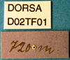 CollectionObject 1572593; e86b4280-b10b-4bf8-9b3a-2512bcbdc2ef, DORSA D02TF01: labels (syntype). (CollectionObject).