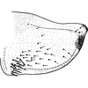 Pygofer, lateral view: Pygofer, lateral view. (Observation).