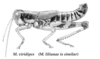 Melanoplus viridipes Scudder, 1897: Fig. 1. male. (Otu).