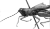CollectionObject 1521521; db88cc08-f4c9-489a-a7db-ff454c6123d3: Image Carbonell, C.S. male head and pronotum, lateral view (holotype). (CollectionObject).
