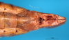 CollectionObject 1530665; 386afde3-600d-4924-b672-8d4889a22293: female abdomen tip (syntype). (CollectionObject).