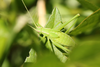 FieldOccurrence 3766; c72094de-ef9c-4a31-b888-c120c4e1d281; Atalaya, 2022/12/17: male nymph. (FieldOccurrence).