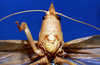 CollectionObject 1520498; NHMUKBM 1958-596, 6e4a9070-287c-4401-9dc2-8b8f9d824e2c: female frons (holotype of Conocephalus spatulatus). (CollectionObject).