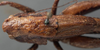 CollectionObject 1505636; 8b58db6c-ad26-441a-b981-df4ba458240b: female pronotum, dorsal view (holotype). (CollectionObject).