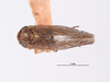 Habitus, dorsal view on Exitianus digressus (Van Duzee, 1933) now Exitianus nanus (Distant, 1908): (Observation).