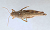 CollectionObject 2765678; CNCI 311928, 031b8c4f-da92-4cd7-b775-43d01e37508b: Melanoplus rugglesi. Dorsal view. (CollectionObject).