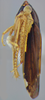 Habitus, lateral view on Pseudocostanana rubromarginata (Domahovski & Cavichioli, 2023): Male holotype [DZUP]: habitus, lateral view. (Observation).