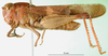 CollectionObject 1501449; 1d654f64-ee9a-48b7-bc89-fb754bd158ed, MfN 1683: male, lateral view (holotype). (CollectionObject).