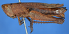 CollectionObject 1535716; ce0d3f32-55ce-4404-bb3c-03871351a658: female, lateral view (holotype). (CollectionObject).