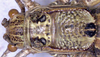 Zichya alashanica Bey-Bienko, 1951: male head and pronotum, dorsal view (paratype). (Otu).