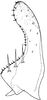 Subgenital plate, ventral view on Arboridia (Arboridia) reniformis Song & Li, 2013: (Observation).