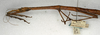 CollectionObject 1557699; NMW 520, 217dd5f2-765a-4573-bb01-b4515253a467: copyright NMW, Vienna. female: head and thorax, lateral view (syntype). (CollectionObject).