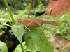 Tylopsis continua (Walker, 1869): female (Tanzania, Chenene in Grasland in Miombo woodlands). (Otu).