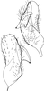 Stylus: !! display not done !! on Cixidia (Epiptera) lapponica (Zetterstedt, 1837): Stylus. (Observation).
