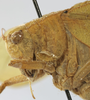 CollectionObject 1539796; a7971dad-8a5c-4b3c-9b49-d72f4f82ee32: male pronotum lateral (holotype). (CollectionObject).
