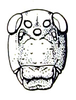 Bullacris obliqua (Thunberg, 1810): Fig. 19.3. male face. (Otu).