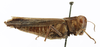 CollectionObject 1520138; d5fc3129-6d86-44d6-9c3a-56d07783388d: BMNH United Kingdom, London. female, right lateral view (holotype). (CollectionObject).