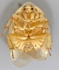 CollectionObject 1567091; 07ec3503-e40b-466d-a752-de4c7bcdc48c: Photo by Heidi Hopkins. Holotype, adult male, ventral habitus. (CollectionObject).