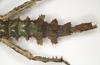 CollectionObject 1558785; 8d1483d7-707e-497d-8188-1cb0c07a2f69: copyright ANIC, Canberra. female: abdomen, dorsal view of synonym Extatosoma elongatum (lectotype). (CollectionObject).