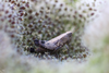 female in lateral view (from Croatia: Hvar Isl.). Depicts Pezotettix giornae (Rossi, 1794), an Otu.