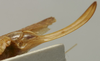 CollectionObject 1535207; b48c002c-6524-4fe9-a695-c76e009b76d3: female subgenital plate (lectotype). (CollectionObject).