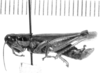 CollectionObject 1524029; 4b481be7-2b14-47ab-b764-0872219d8482: male, lateral view (holotype of Leiotettix mendosensis). (CollectionObject).