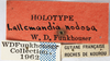 Other: !! display not done !! on Lallemandia nodosa Funkhouser, 1922: (Observation).