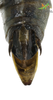 CollectionObject 1849083; fd56fc40-2d33-4006-a848-b018616aad26, Unioeste Cascavel K-0038M: Male. End of abdomen, dorsal view. (CollectionObject).