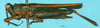 CollectionObject 1540061; c72bded2-534a-4132-8fde-bce62c7f700e: female, lateral view (allotype). (CollectionObject).