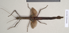 CollectionObject 1561274; b321227c-ed38-4743-8052-c0567dfdf3ec: copyright Natural History Museum, London. male (holotype). (CollectionObject).