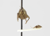 CollectionObject 1523456; 978bc91e-803f-4c64-b027-3490c1c18610: male, frontal view (holotype). (CollectionObject).