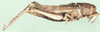 as Appressalia erithreensis. lateral view. Depicts Kraussaria angulifera (Krauss, 1877), an Otu.