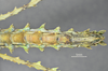 CollectionObject 1595662; 3c2d9ef7-965a-4a20-a322-2cf0e46e7296: copyright SWFU Kunming. female, end of abdomen, ventral view (holotype). (CollectionObject).