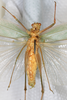 CollectionObject 2376978; bb371f53-4fb4-4895-8d57-75e746bdada8: male, ventral view (syntype). (CollectionObject).